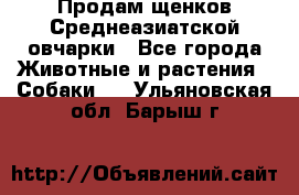 Продам щенков Среднеазиатской овчарки - Все города Животные и растения » Собаки   . Ульяновская обл.,Барыш г.